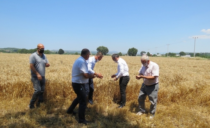 Mudanya’da hububat hasadı başladı