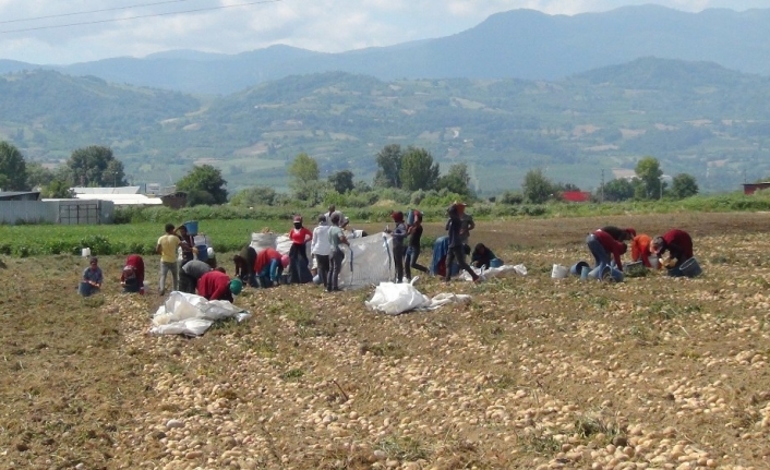 Patates hasadı başladı, çiftçi umduğunu bulmadı