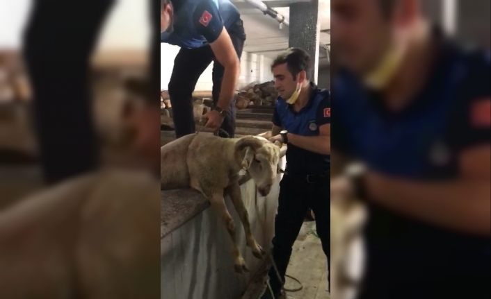 Sahibinden kaçan kurbanlık koyun 7 metrelik kuyuya düştü