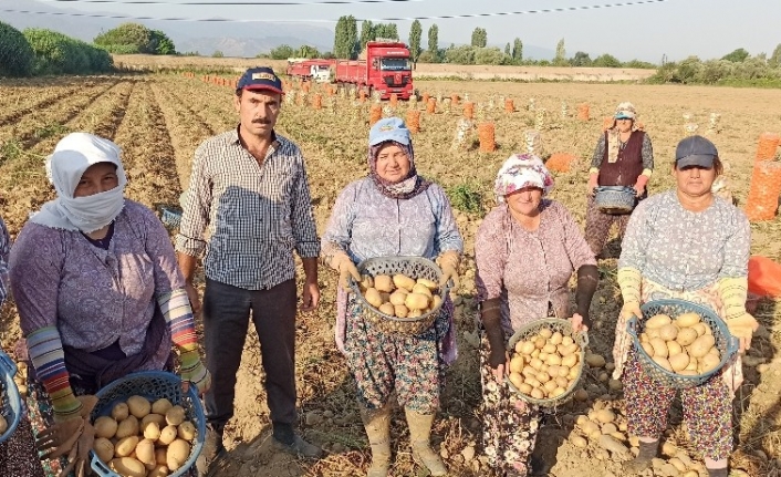 Tarım işçileri korona virüse ve sıcağa rağmen yoğun mesaide