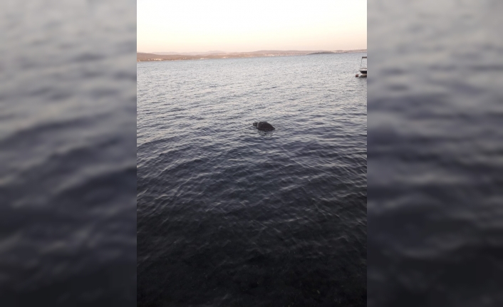 Urla sahiline ölü Caretta Caretta vurdu