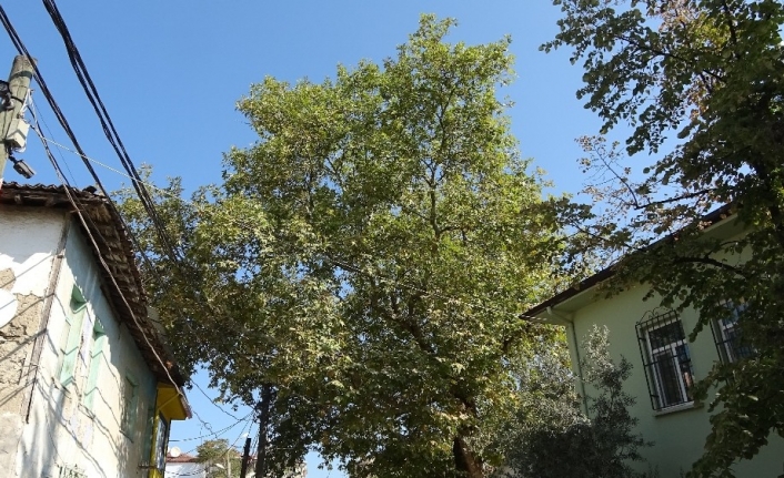 600 yıllık çınar kurumaya yüz tuttu