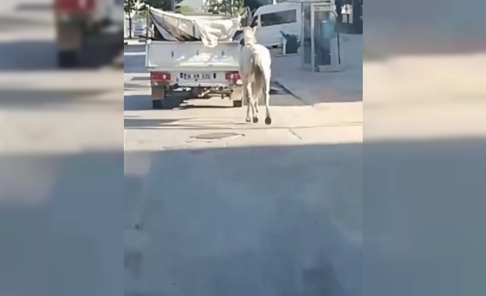 Atı kamyonete bağlayan sürücüye ceza yağdı