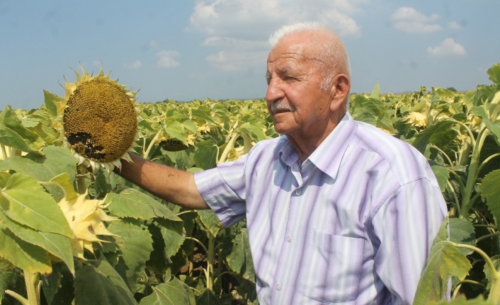 Ayçiçeğinde fiyatlar üreticiyi sevindirdi