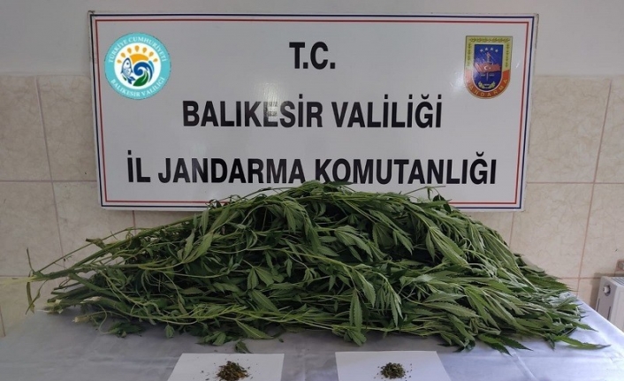 Balıkesir’de 27 kök kenevir ve 12 gram kubar esrar ele geçirildi