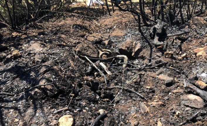 Balıkesir’de orman yangını kısa sürede söndürüldü