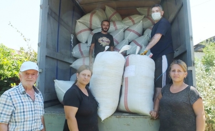 Balıkesir’den stevia Almanya’ya ihraç ediliyor