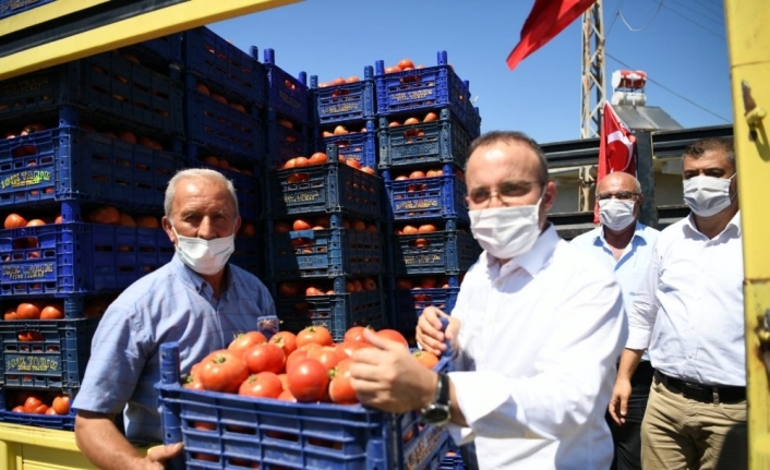 Bayramiç’te domates hasadı şenliği düzenlendi