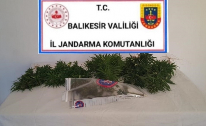 Bigadiç’te esrar ve kenevir bitkisi operasyonu
