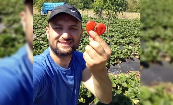 Bu çileğin sırrı “Sevgi” ile üretilmesi