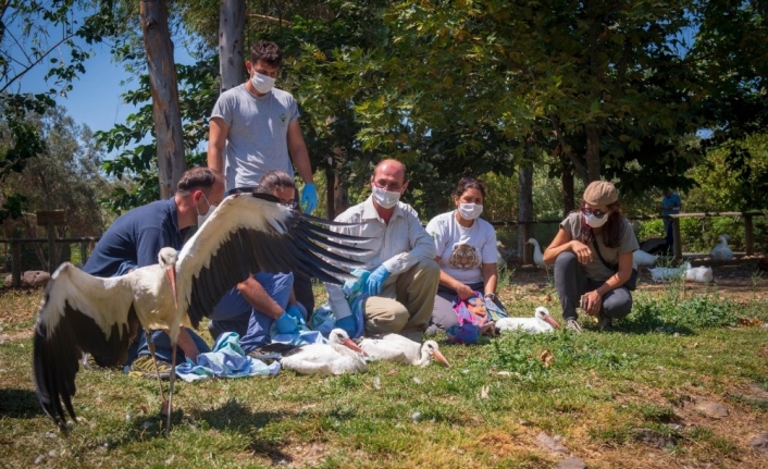 Doğal Yaşam Parkı’nda tedavi edilen leylekler doğaya bırakıldı