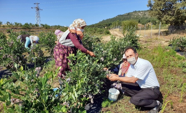 Dünyanın yaban mersini Bursa’dan