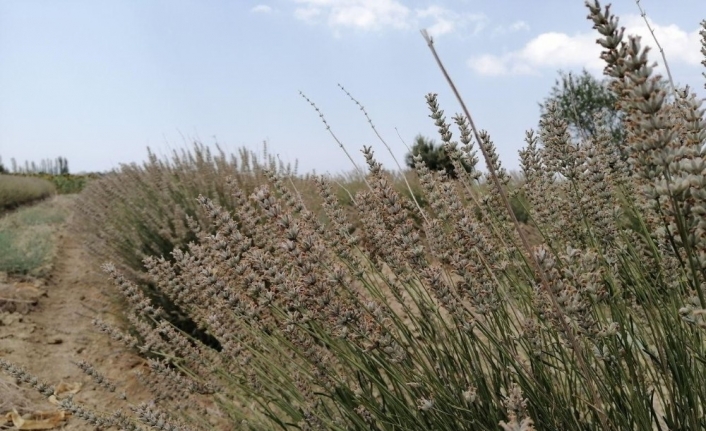 Gelibolu Tarihi Yarım Adası lavantalarla bezeniyor