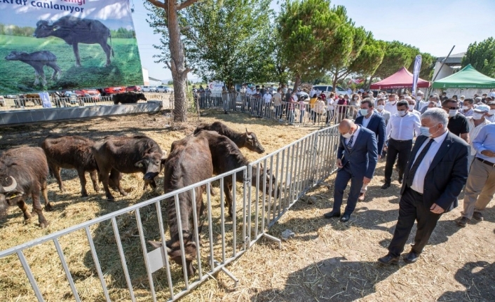 İzmir’de 22 üreticiye 73 manda hibe edildi