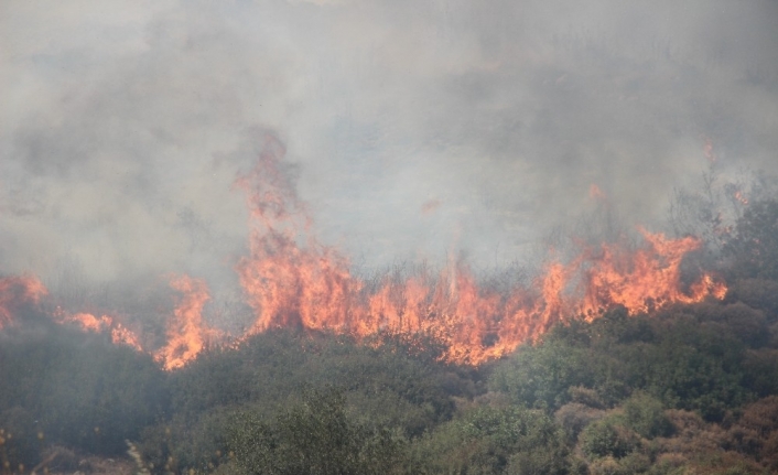 İzmir’de Menderes’in ardından Bornova’da da yangın çıktı
