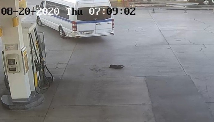 İzmir’de yavru köpeği ezerek öldüren sürücü serbest kaldı