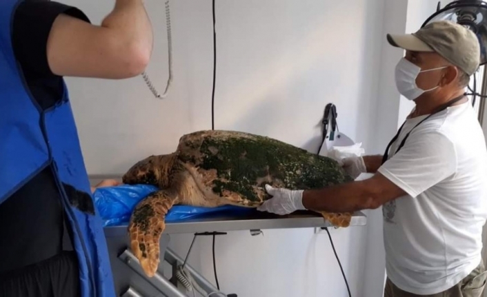 Karaya vuran caretta caretta tedavi altına alındı, kurtaranların ismi verildi