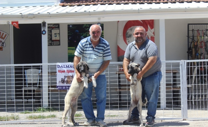 Bayramda köpek otelleri yüzde yüz doldu