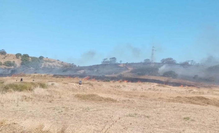 Paşaliman Adasında zeytinlik yangını