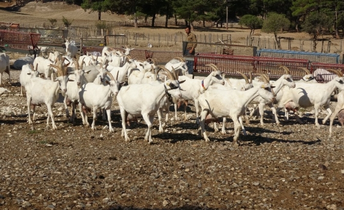 Saanen keçileri hem ormanı kurtardı hem de köylülerin gelirini arttırdı