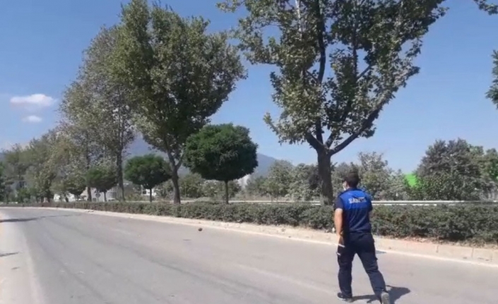 Sevimli kaplumbağı ezilmekten son anda zabıtalar kurtardı