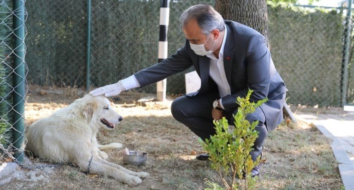 Tedavi altına alınan kanserli köpeğe Başkan Aktaş şefkati