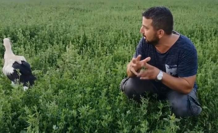 Yuvadan düşen leyleği uçana kadar elleriyle besledi