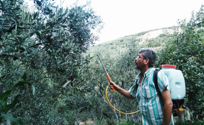 “Zeytin sineği” ile mücadele zamanı