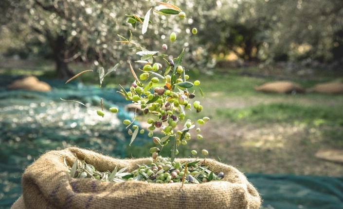 Ambalajlı zeytin ve zeytinyağı ihracatını artırmak için tarımsal destek talebi