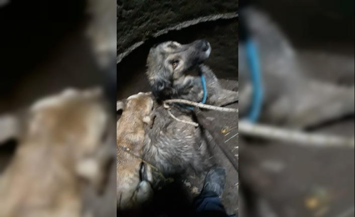 Burhaniye’de kuyuya düşen köpekleri itfaiye kurtardı