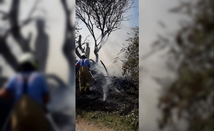 Burhaniye’de ot yangınında ağaçlar zarar gördü