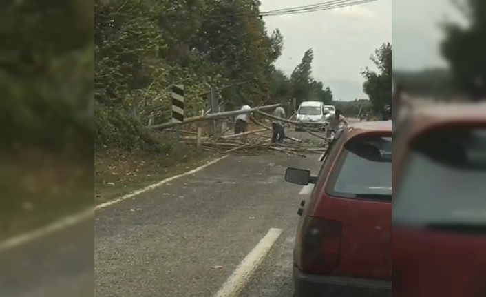 Bursa’da rüzgar ağaçları devirdi, yol trafiğe kapandı