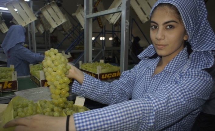 Çekirdeksiz sofralık sultani üzüm ihracatından 37 milyon dolar