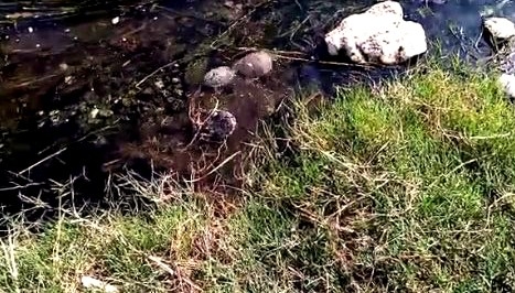 Edremit’te itfaiye ekiplerinin kaplumbağa operasyonu