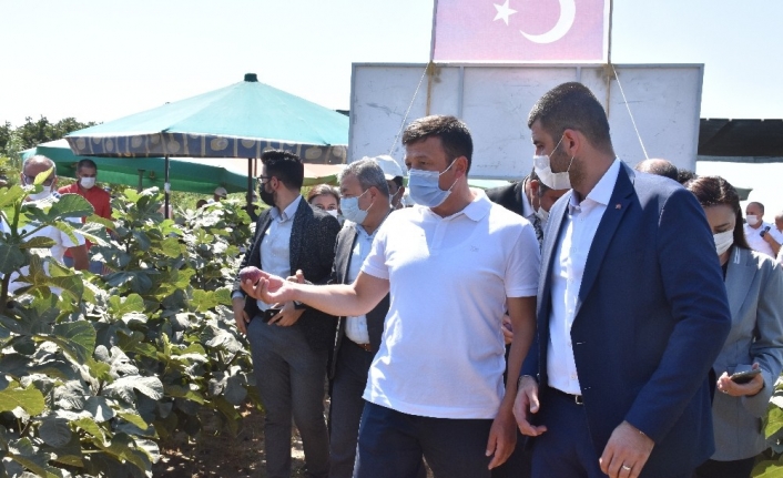 İzmirli çiftçi, Türkiye’de ilk kez "Sık Dikim" ve "Telli Terbiye" ile incir yetiştirdi