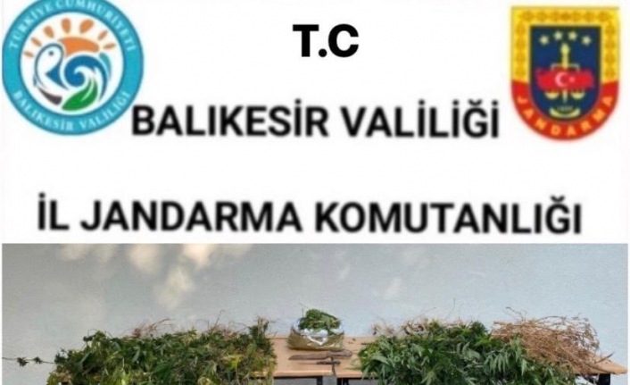 Kepsut’ta ormanlık alanda uyuşturucu operasyonu