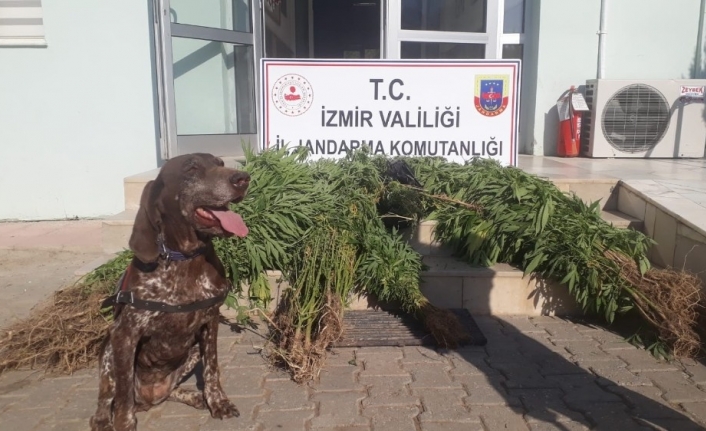 Narkotik köpek timiyle uyuşturucu operasyonu