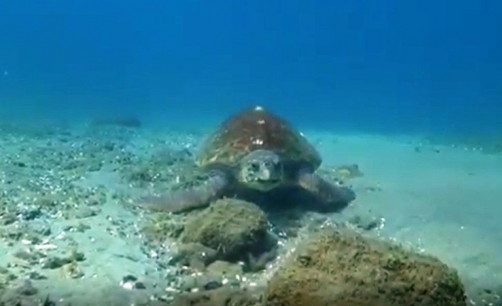 Nesli tükenmekte olan caretta caretta Çanakkale Boğazı’nda böyle görüntülendi