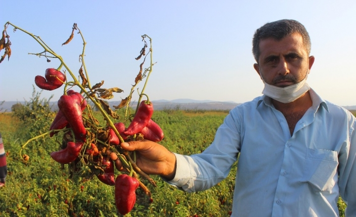 Salçalık biberler tarlada çürüyor