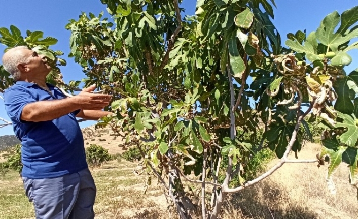 Sıcaklıklar incirin rekolte ve kalitesini etkiledi