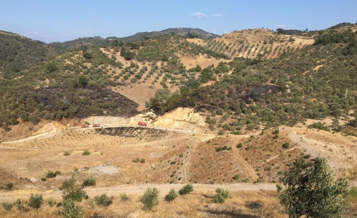 Şiddetli rüzgara rağmen zeytinlik yangını büyümeden söndürüldü