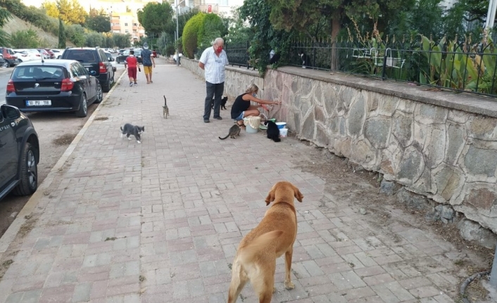 Sokak hayvanları susuz kalmasın diye harekete geçtiler