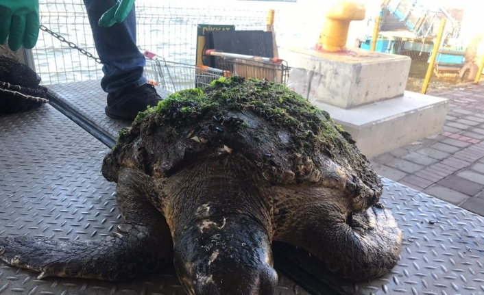 Yaralı halde bulunan caretta caretta tedavi altına alındı