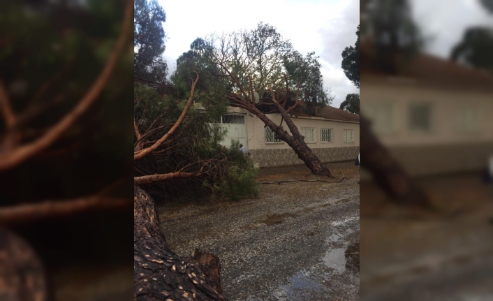 Ağaçlar ve elektrik direği yola devrildi