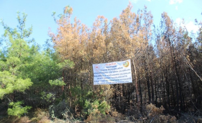 Ayvalık’ta yanan ormanlık alanın ağaçlandırılması için teknik çalışmalar başladı
