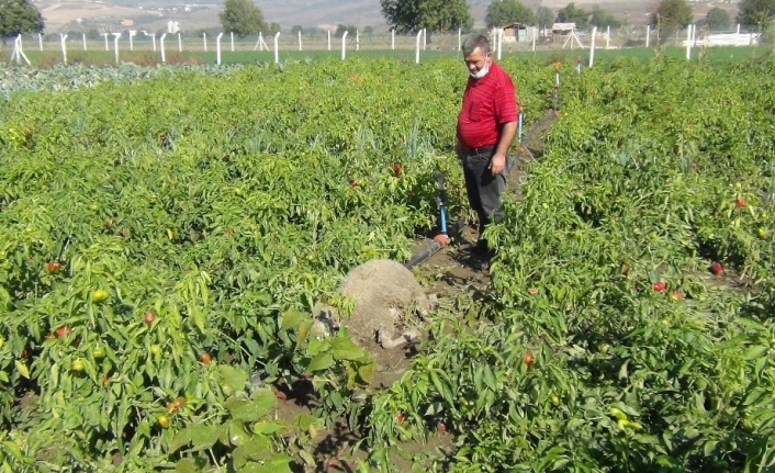 Başı boş köpekler dehşet saçtı