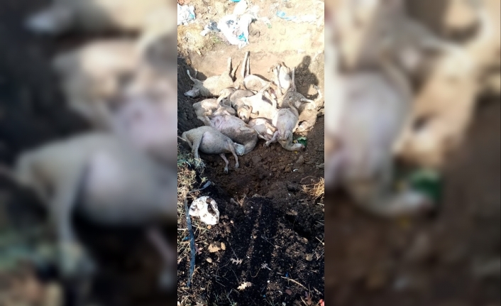 Biga’ya yıldırım düştü, 13 koyun telef oldu