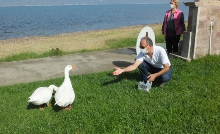 Burhaniye’de sahipsiz kazlar mahallenin maskotu oldu