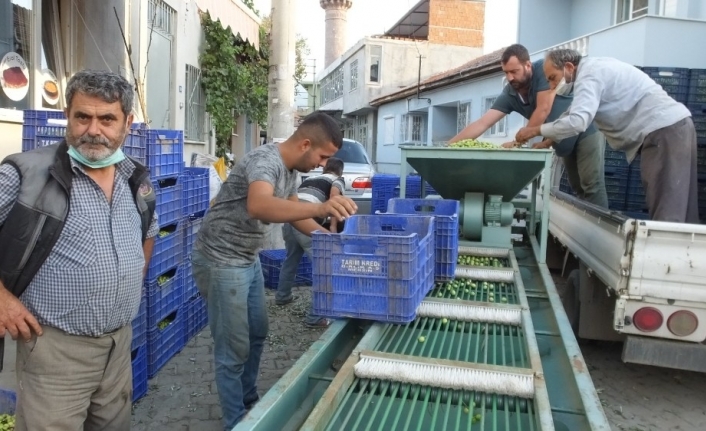 Burhaniye’de Tarım Kredi Kooperatifi zeytin alımına başladı