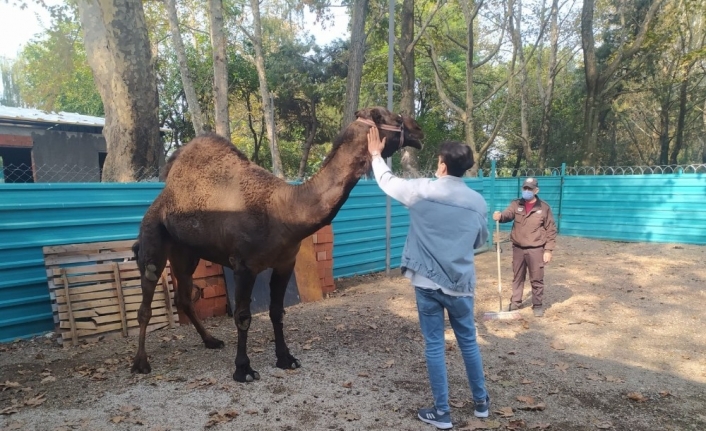 Bursa’da bir "Garip" deve hikayesi